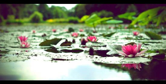 lotuses emerging from a pond