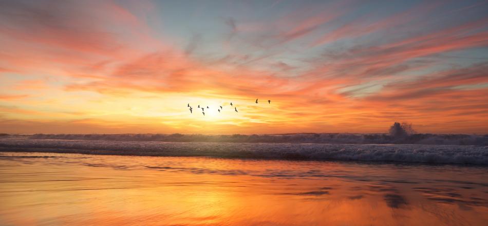 birds flying at sunrise over ocean