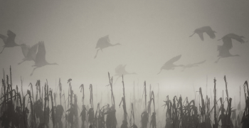 birds flying through fog