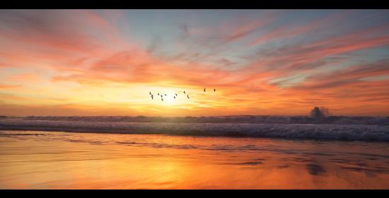 birds flying at sunrise over ocean