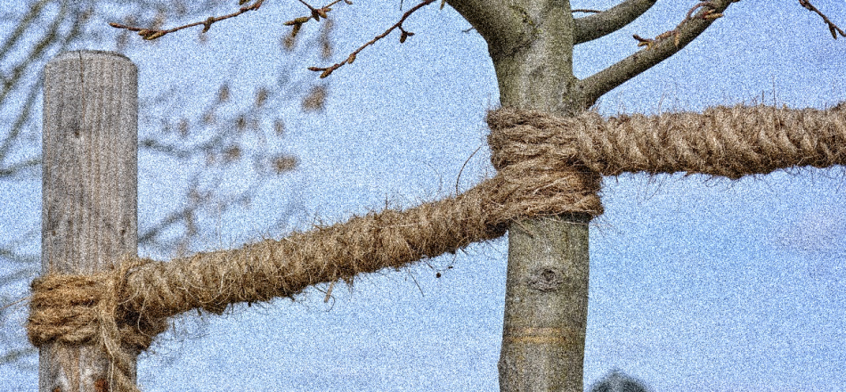 ropes twisting around a tree
